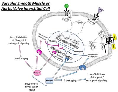 Influences of Sex and Estrogen in Arterial and Valvular Calcification